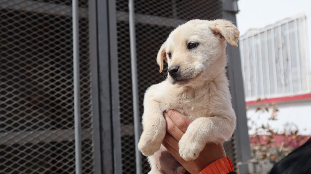 Anuncian programa de esterilizaciones caninas y felinas