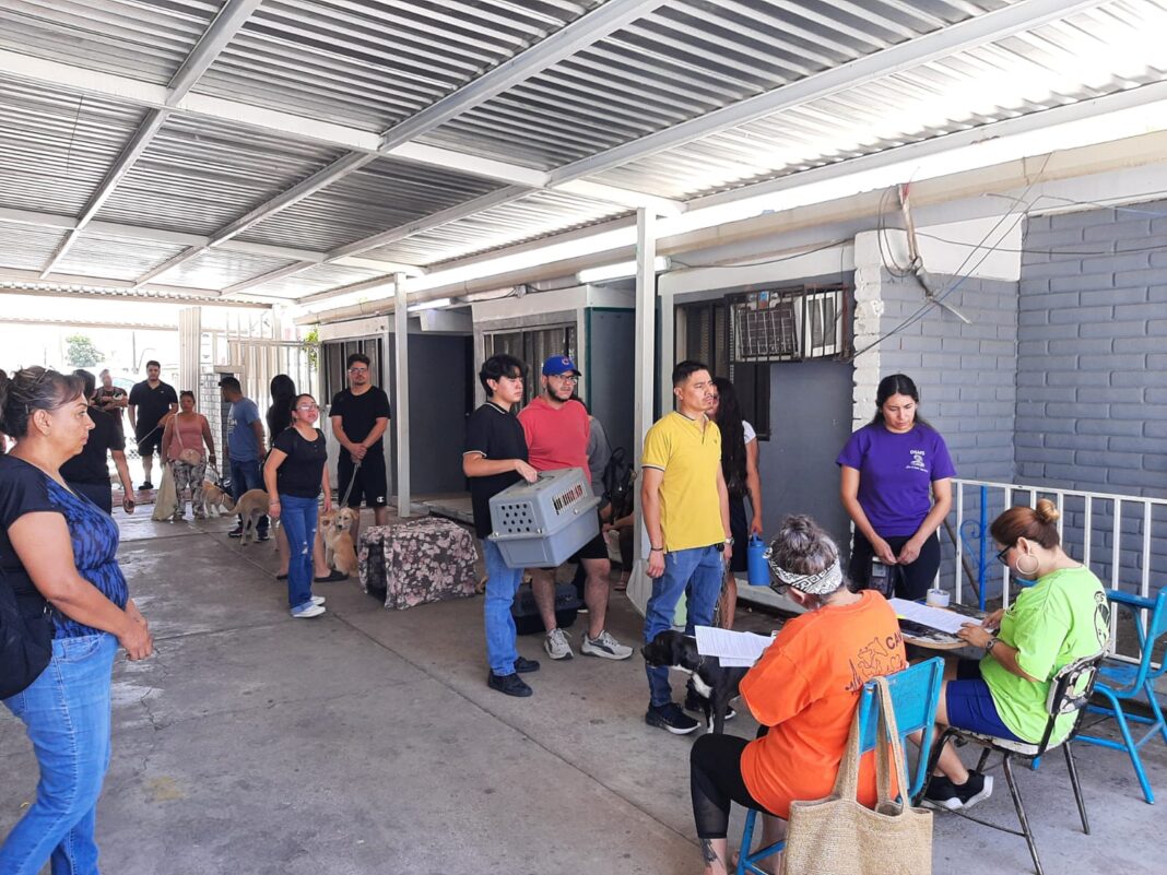 Atienden a 68 mascotas en jornada de esterilización